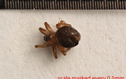 Arthropoda; Arachnida; Araneae; Linyphiidae