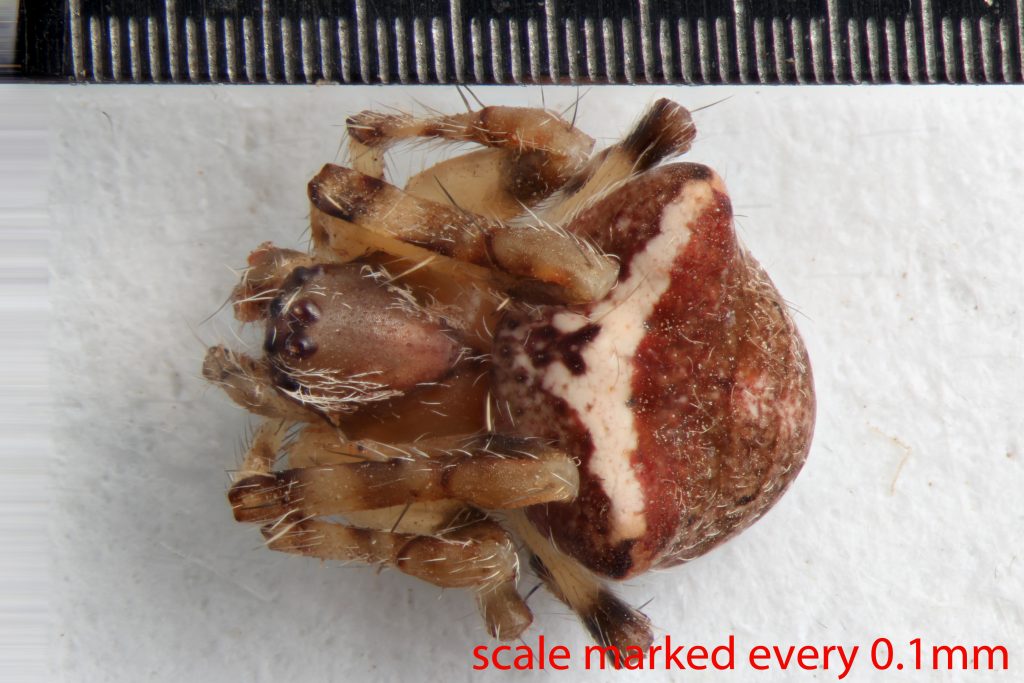 Arthropoda; Arachnida; Araneae; Araneidae; Araneus montereyensis