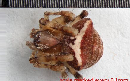 Arthropoda; Arachnida; Araneae; Araneidae; Araneus montereyensis