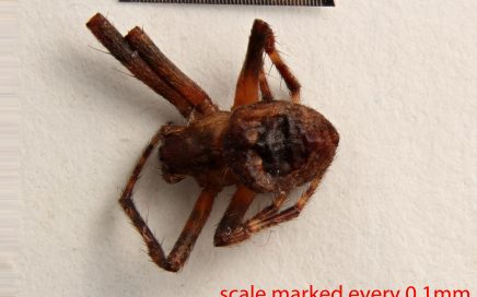 Arthropoda; Arachnida; Araneae; Araneidae; Eustala californiensis