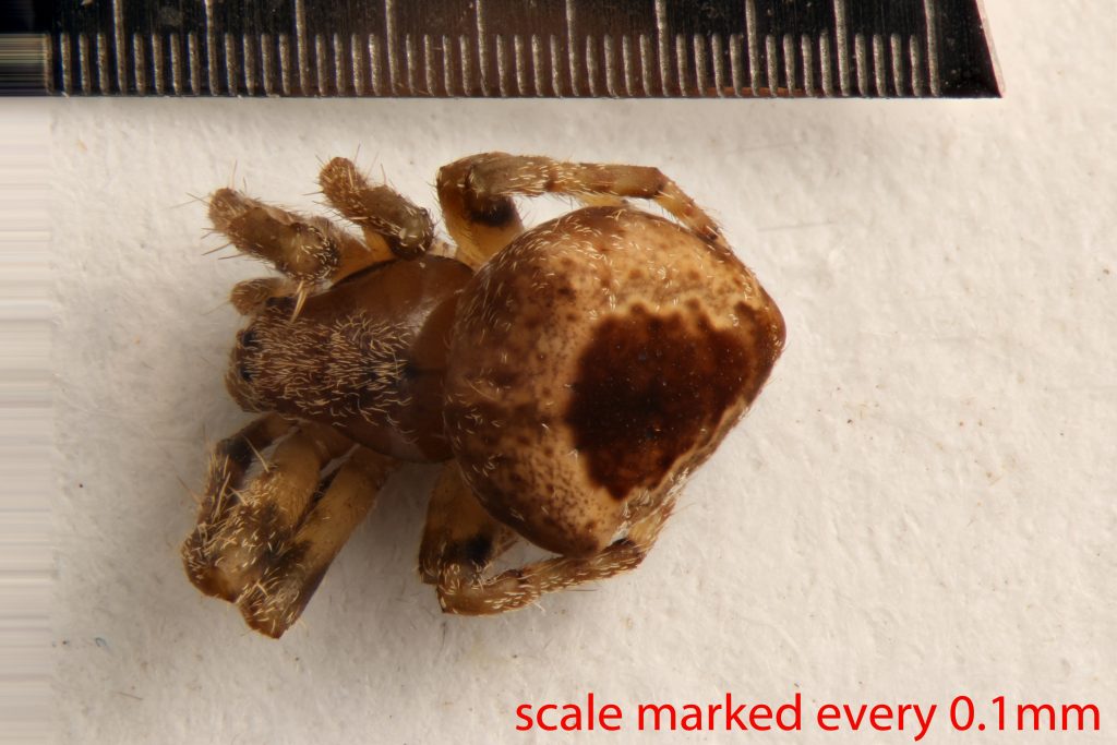 Arthropoda; Arachnida; Araneae; Araneidae; Eustala californiensis