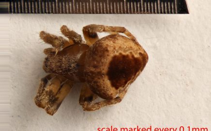 Arthropoda; Arachnida; Araneae; Araneidae; Eustala californiensis