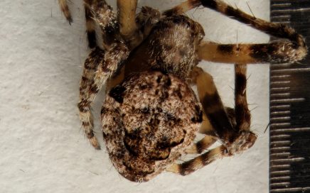 Arthropoda; Arachnida; Araneae; Araneidae; Eustala californiensis