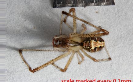 Arthropoda; Arachnida; Araneae; Theridiidae; Theridion