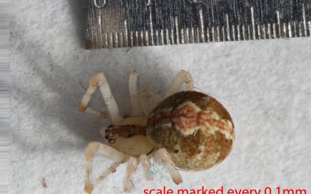 Arthropoda; Arachnida; Araneae; Theridiidae; Theridion