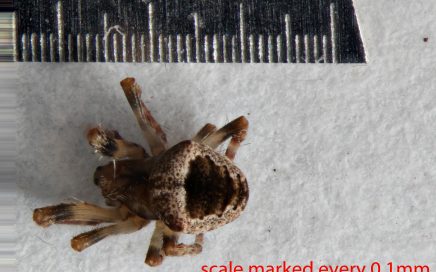 Arthropoda; Arachnida; Araneae; Araneidae; Eustala californiensis