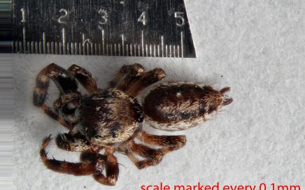 Arthropoda; Arachnida; Araneae; Salticidae; Dendryphantes zygoballoides