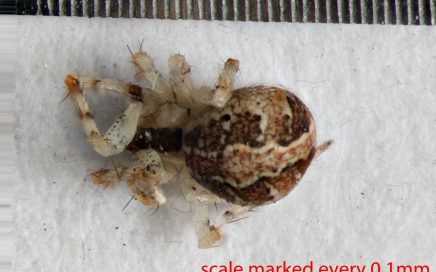 Arthropoda; Arachnida; Araneae; Theridiidae; Theridion