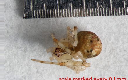 Arthropoda; Arachnida; Araneae; Theridiidae; Theridion