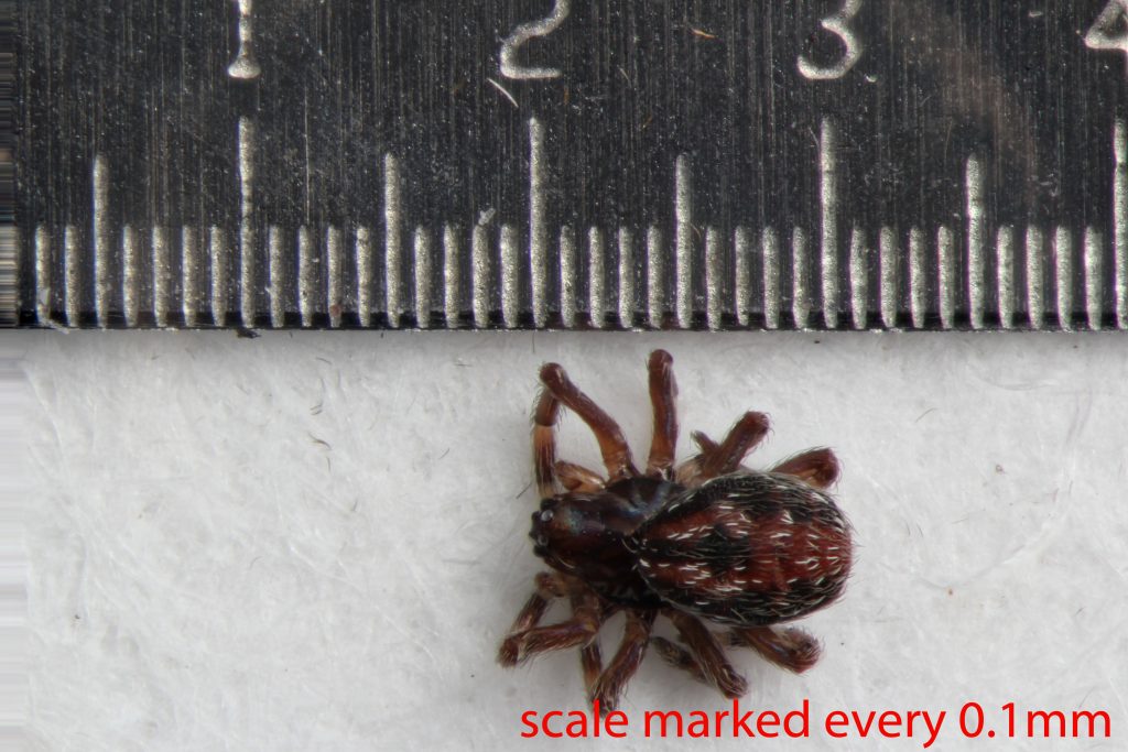 Arthropoda; Arachnida; Araneae