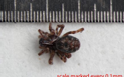 Arthropoda; Arachnida; Araneae