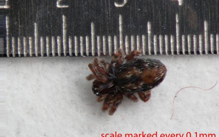 Arthropoda; Arachnida; Araneae