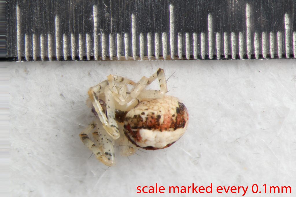 Arthropoda; Arachnida; Araneae; Theridiidae; Theridion