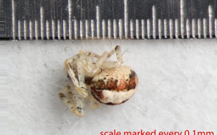 Arthropoda; Arachnida; Araneae; Theridiidae; Theridion