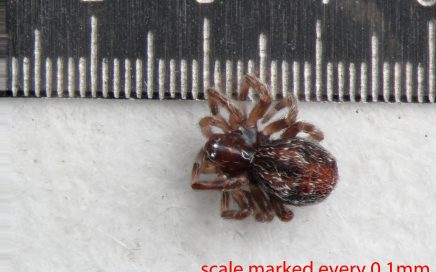 Arthropoda; Arachnida; Araneae