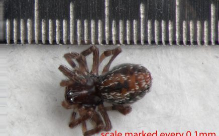 Arthropoda; Arachnida; Araneae