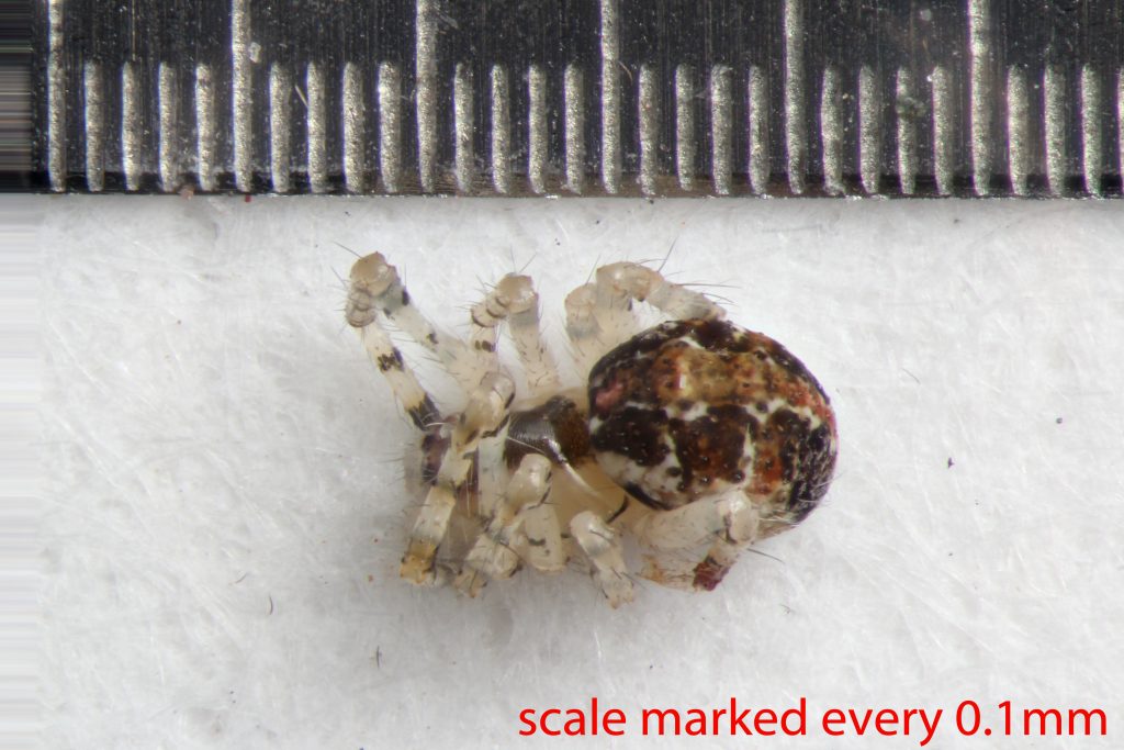 Arthropoda; Arachnida; Araneae; Theridiidae; Theridion