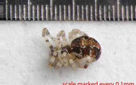 Arthropoda; Arachnida; Araneae; Theridiidae; Theridion