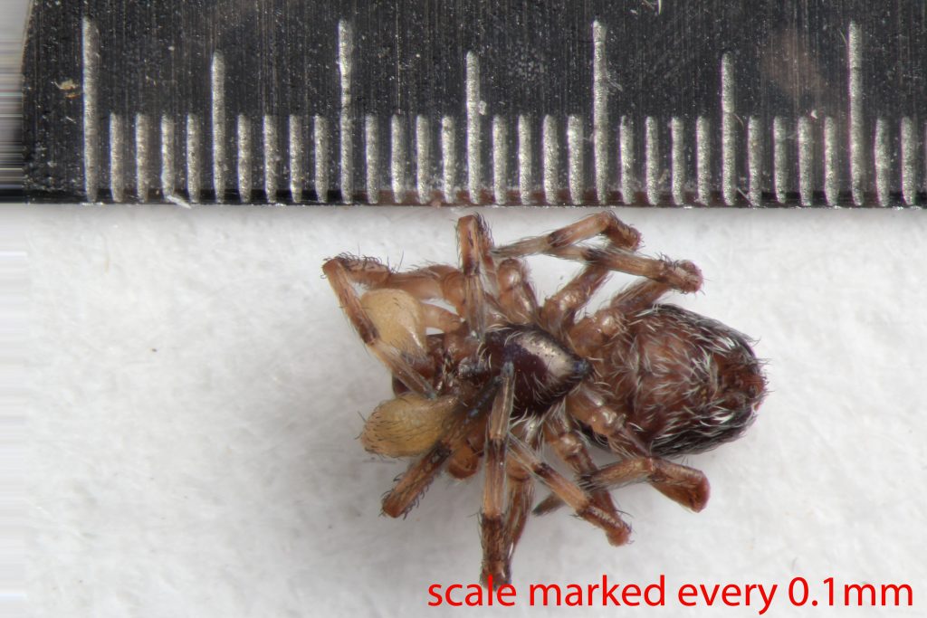 Arthropoda; Arachnida; Araneae