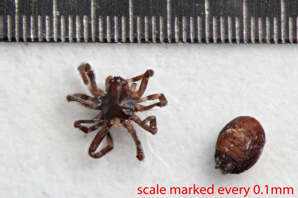 Arthropoda; Arachnida; Araneae