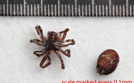 Arthropoda; Arachnida; Araneae