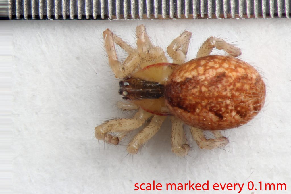 Arthropoda; Arachnida; Araneae; Theridiidae; Anelosimus studiosus