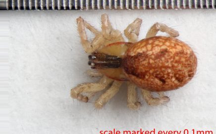 Arthropoda; Arachnida; Araneae; Theridiidae; Anelosimus studiosus