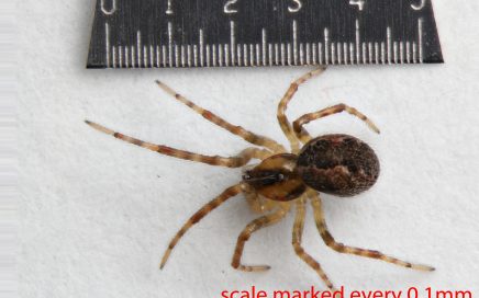 Arthropoda; Arachnida; Araneae; Theridiidae; Anelosimus studiosus