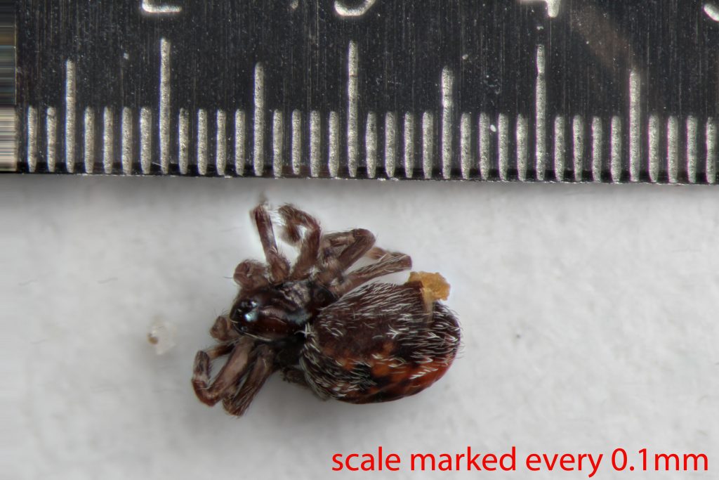 Arthropoda; Arachnida; Araneae