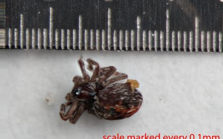 Arthropoda; Arachnida; Araneae