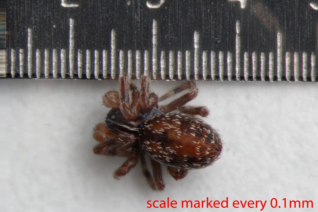 Arthropoda; Arachnida; Araneae