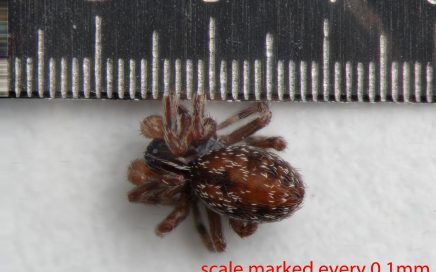 Arthropoda; Arachnida; Araneae