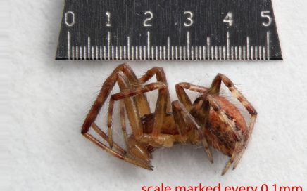 Arthropoda; Arachnida; Araneae; Theridiidae; Anelosimus studiosus