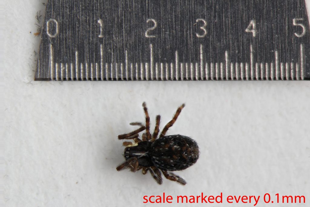 Arthropoda; Arachnida; Araneae