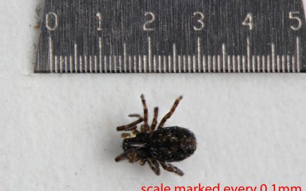 Arthropoda; Arachnida; Araneae