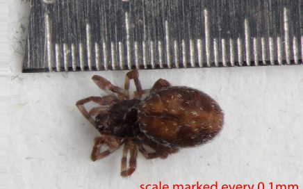 Arthropoda; Arachnida; Araneae