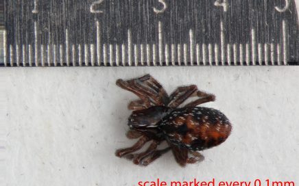 Arthropoda; Arachnida; Araneae