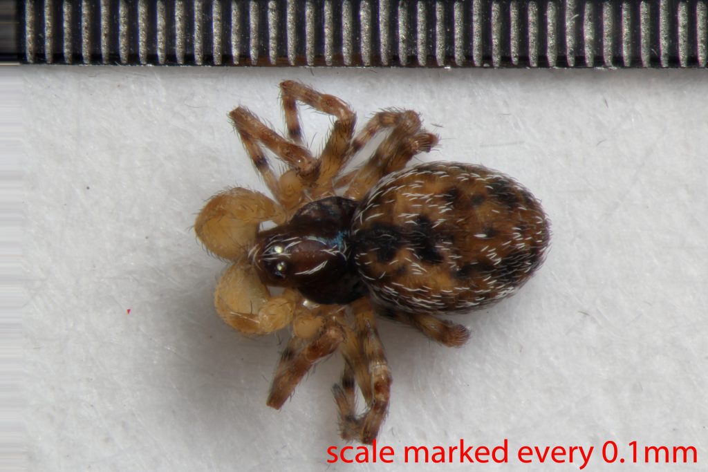 Arthropoda; Arachnida; Araneae