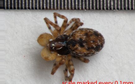 Arthropoda; Arachnida; Araneae