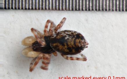 Arthropoda; Arachnida; Araneae