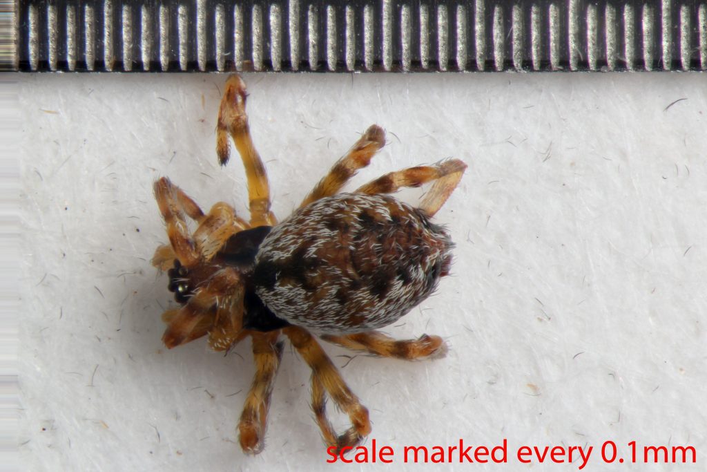 Arthropoda; Arachnida; Araneae; Dictynidae; Emblyna oregona