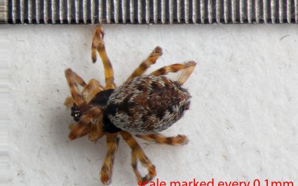 Arthropoda; Arachnida; Araneae; Dictynidae; Emblyna oregona