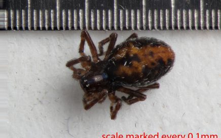 Arthropoda; Arachnida; Araneae