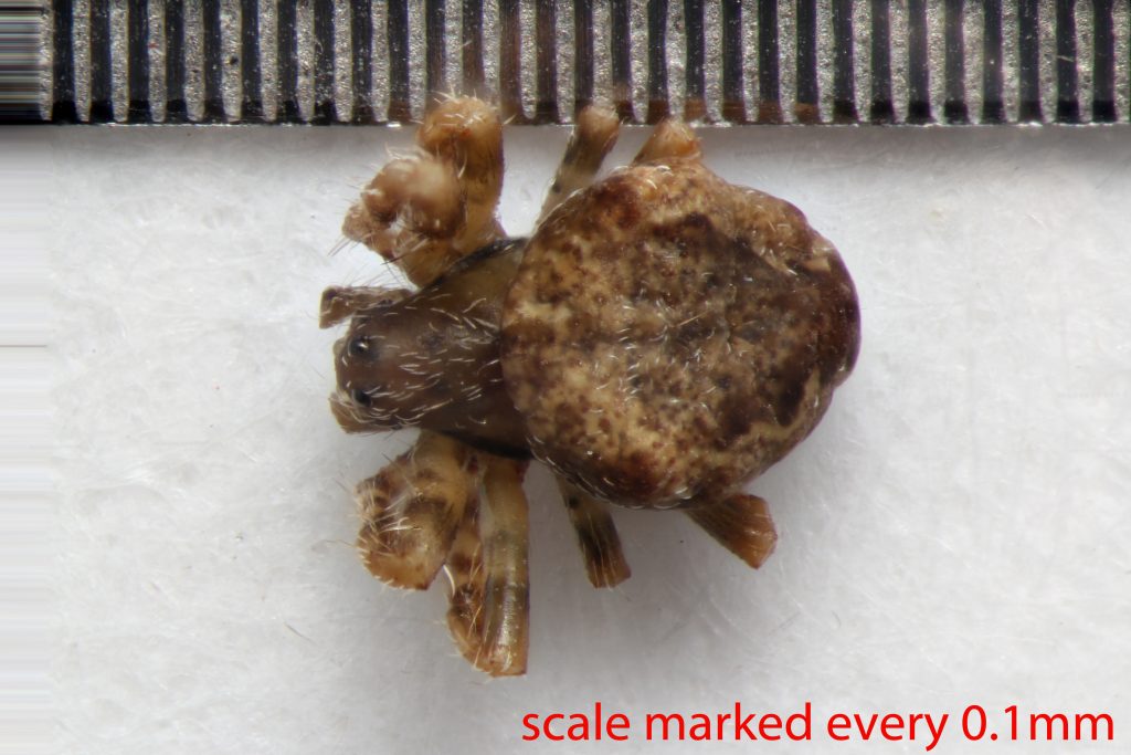 Arthropoda; Arachnida; Araneae; Araneidae; Eustala californiensis