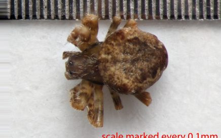 Arthropoda; Arachnida; Araneae; Araneidae; Eustala californiensis