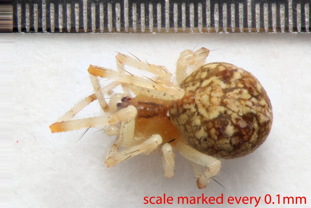 Arthropoda; Arachnida; Araneae; Theridiidae; Theridion