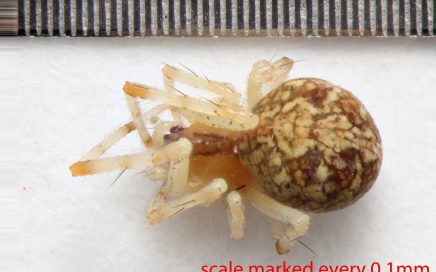 Arthropoda; Arachnida; Araneae; Theridiidae; Theridion