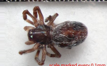 Arthropoda; Arachnida; Araneae