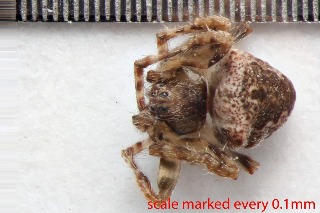 Arthropoda; Arachnida; Araneae; Araneidae; Eustala californiensis