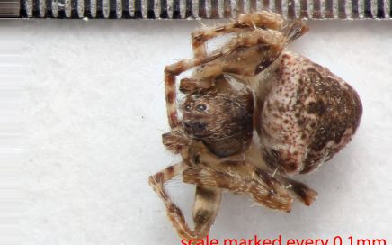 Arthropoda; Arachnida; Araneae; Araneidae; Eustala californiensis